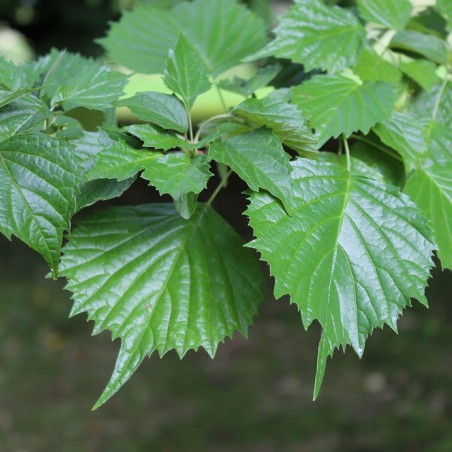 Euptelea Polyandra