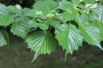 Euptelea Polyandra