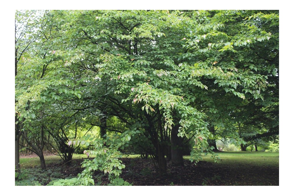 Euptelea Polyandra