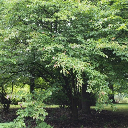 Euptelea Polyandra