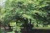 Euptelea Polyandra