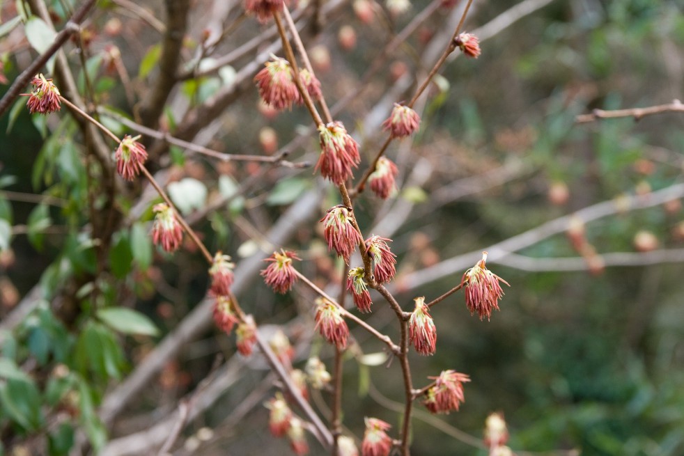 Euptelea Polyandra