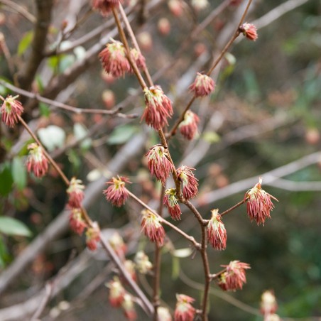Euptelea Polyandra