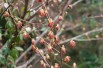 Euptelea Polyandra