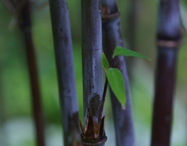 Black Dragon Black Bamboo
