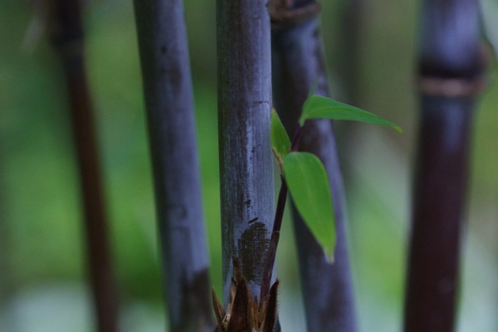 Black Dragon Black Bamboo