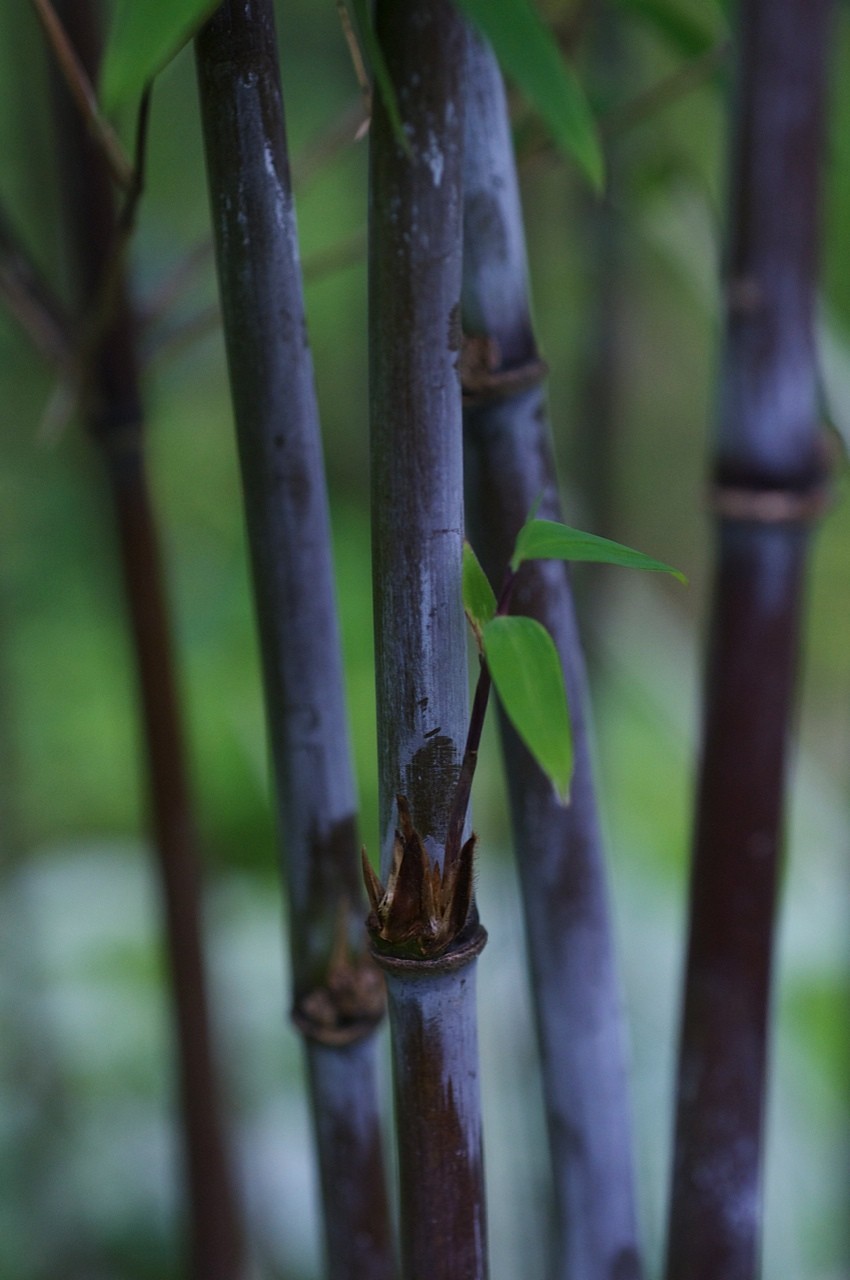 Bambus schwarz Black Dragon