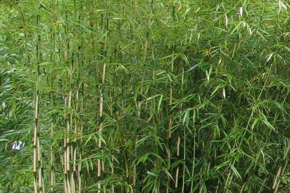 Bamboe Robusta Formidable