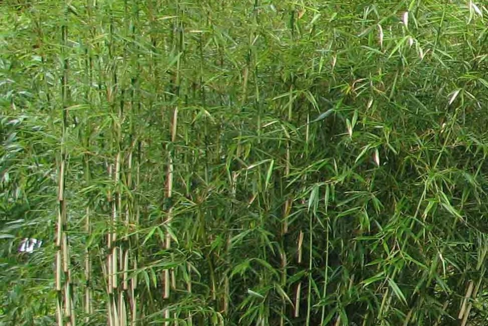 Bambou Robusta Formidable