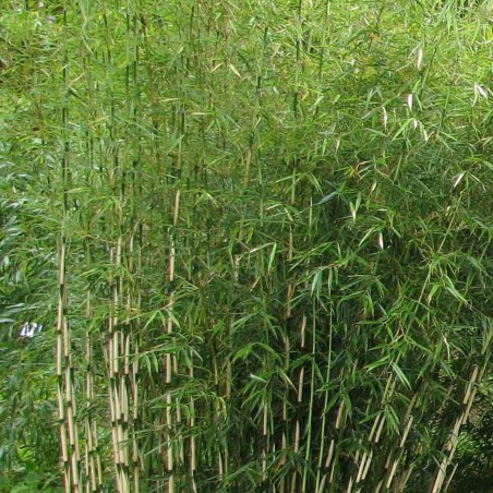 Bambou Robusta Formidable