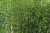 Bamboe Robusta Formidable