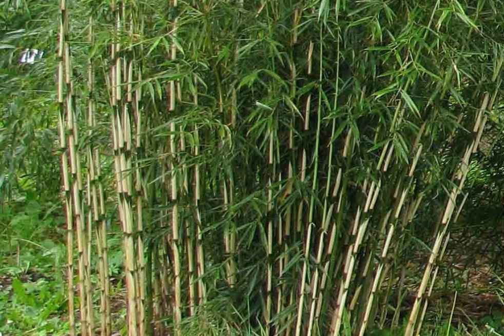 Symmetrie Hectare gevechten Bamboe Fargesia Robusta Formidable