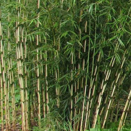 Bambou Robusta Formidable