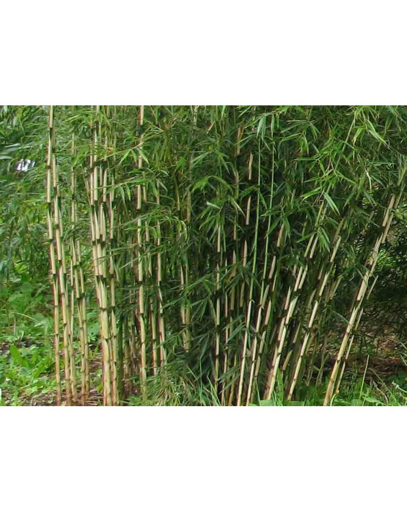 Bambus Formidable - Bambus Fargesia Robusta Formidable
