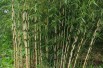 Bamboo Robusta Formidable