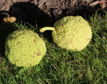 Osage orange
