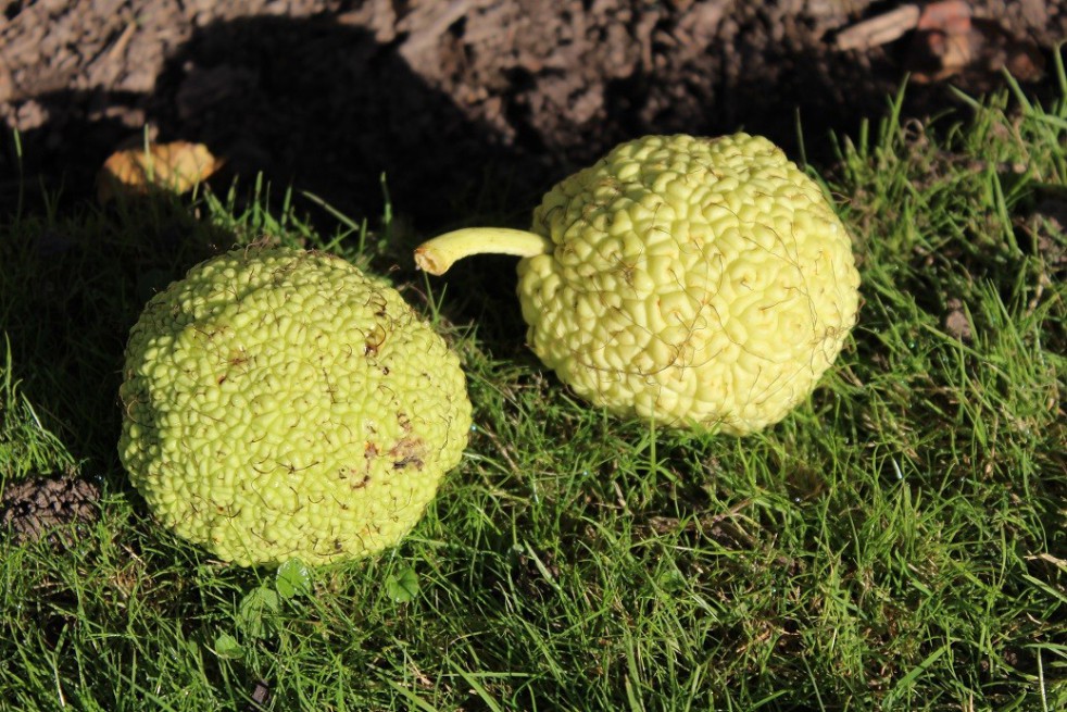 Osage orange Osage orange