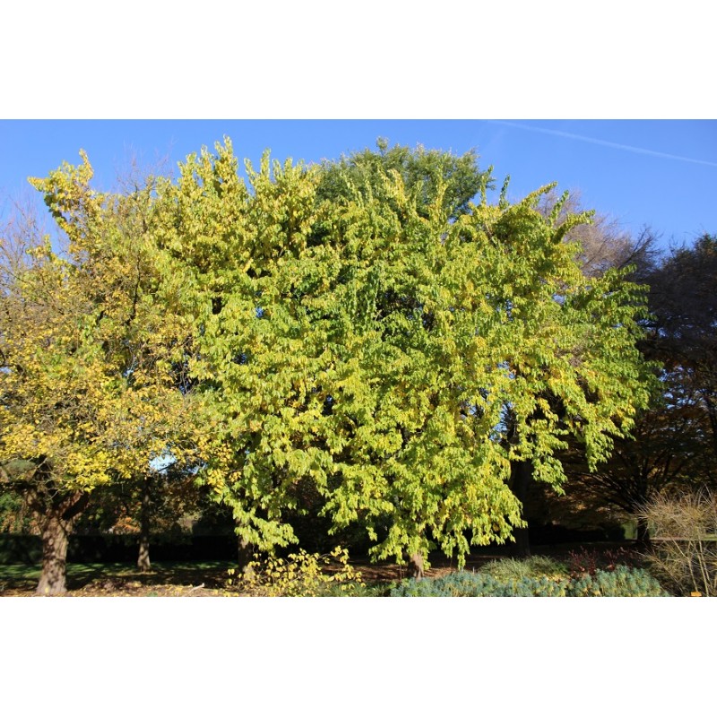 Osage orange Hedge apple Maclura Pomifera
