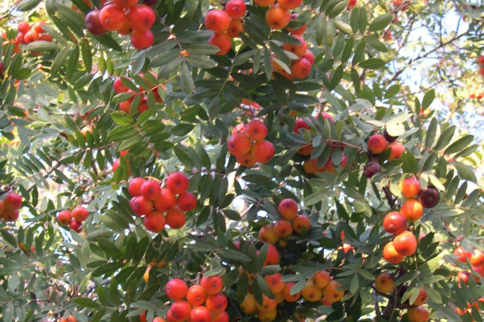 Service tree
