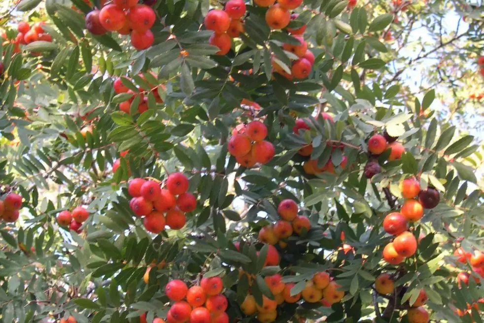 Service tree