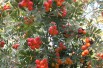 Service tree