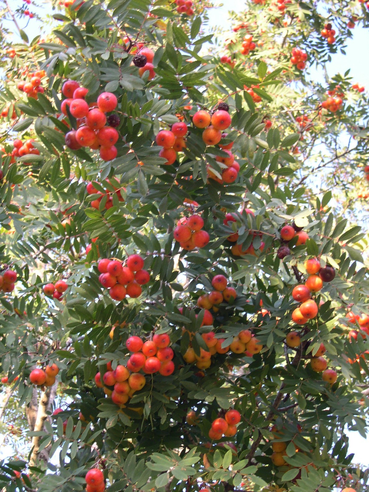 Service tree