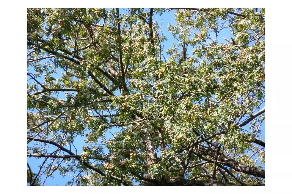 Service tree