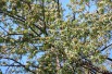 Service tree