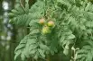 Service tree
