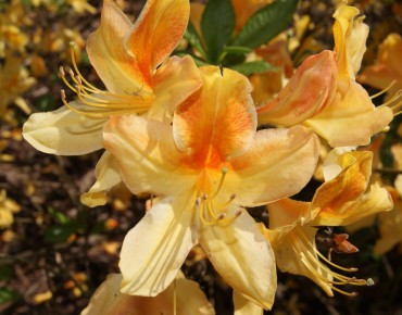 Azalée de Chine Golden Flare