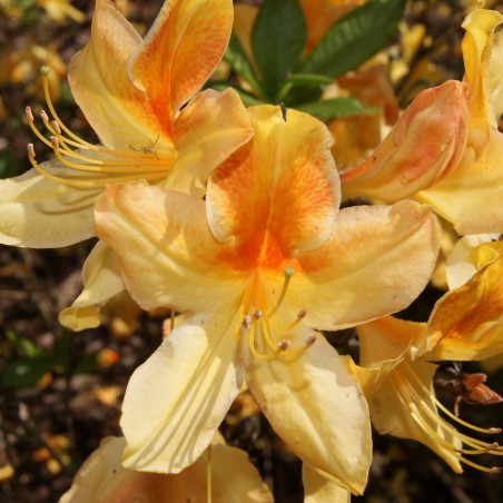 Chinese Azalea Golden Flare