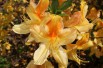 Chinese Azalea Golden Flare