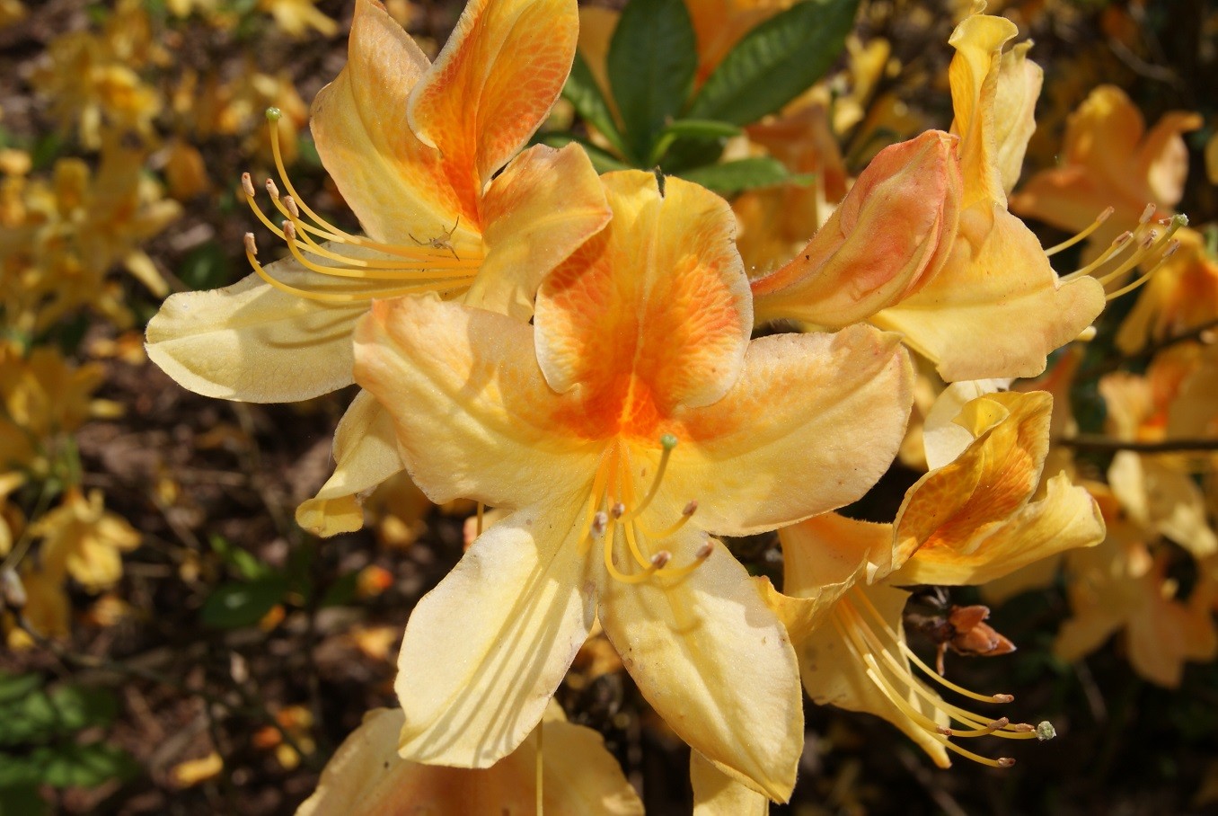 Laubabwerfende Azalee Golden Flare - Azalea mollis Knap-hill Golden Flare