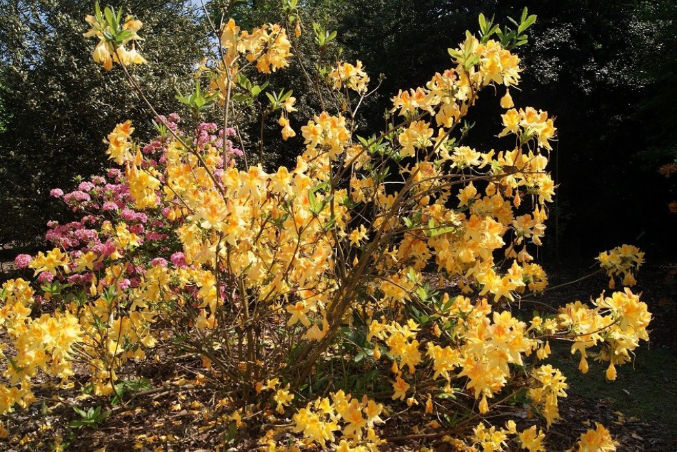 Chinese Azalea Golden Flare