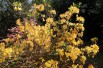 Chinese Azalea Golden Flare