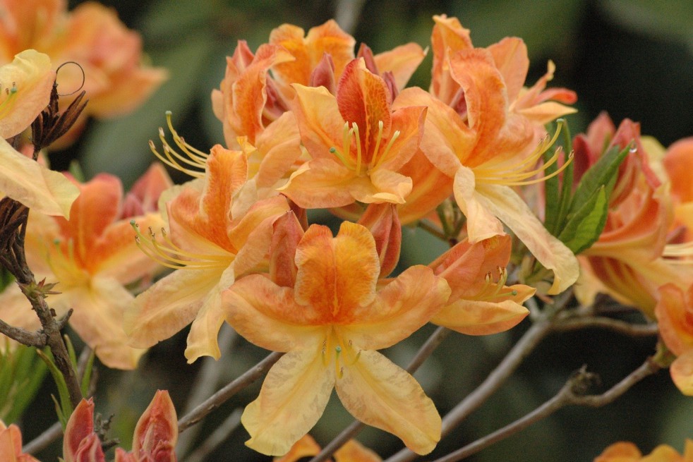 Chinese Azalea Golden Flare