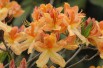 Chinese Azalea Golden Flare