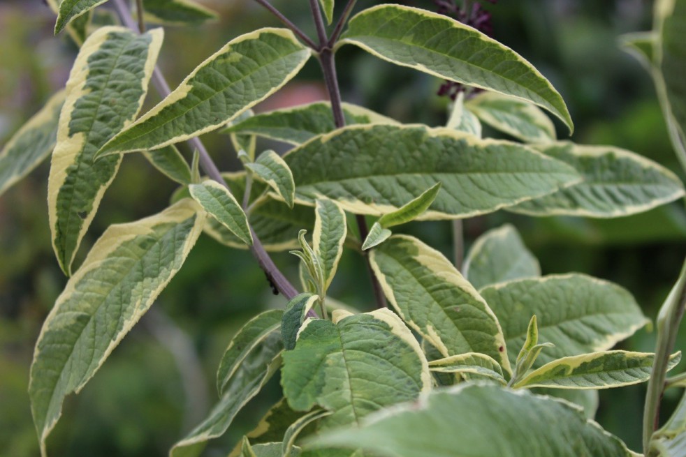 Arbre aux papillons Harlequin
