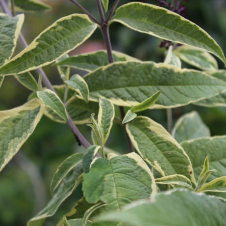 Arbre aux papillons Harlequin
