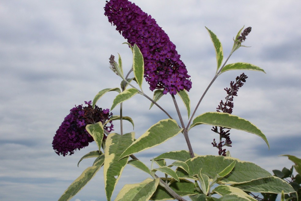 Butterfly-bush Harlequin Butterfly-bush Harlequin