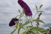 Butterfly-bush Harlequin