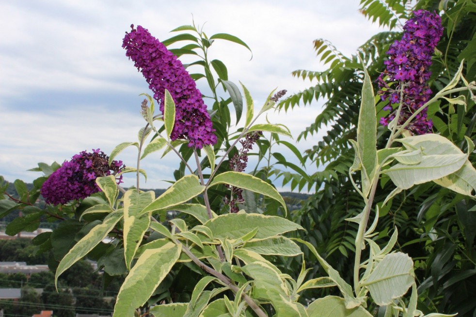 Butterfly-bush Harlequin Butterfly-bush Harlequin