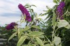 Butterfly-bush Harlequin Butterfly-bush Harlequin