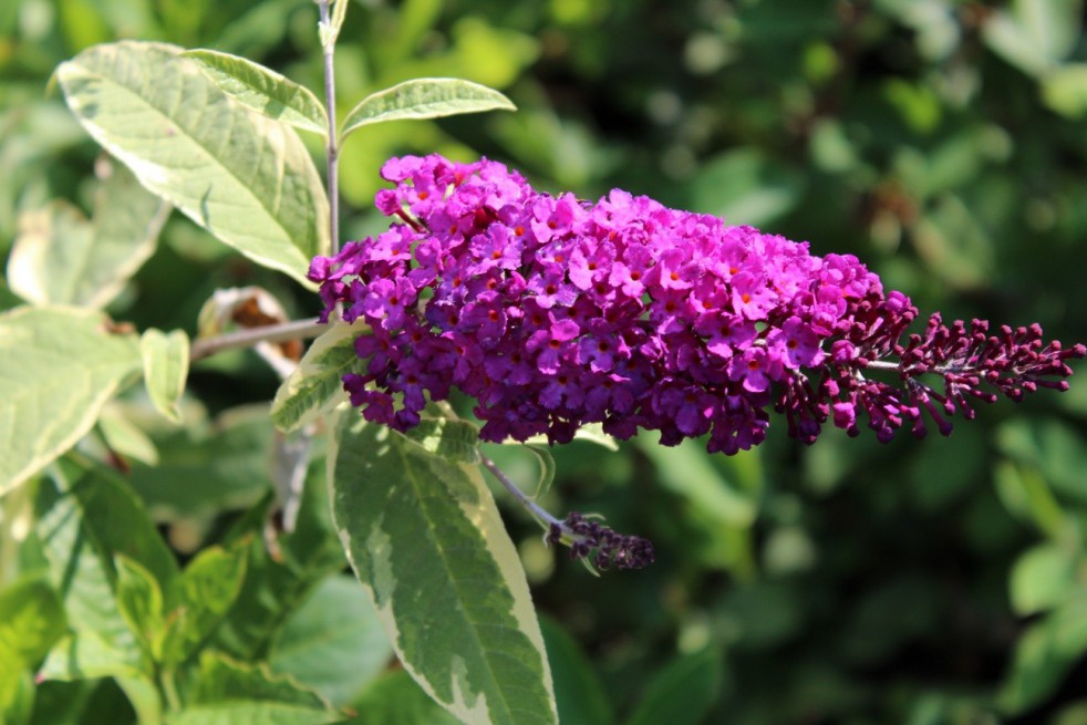 Butterfly-bush Harlequin