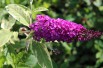 Butterfly-bush Harlequin Butterfly-bush Harlequin