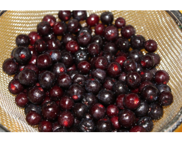 Zwarte appelbes - Aronia Melanocarpa