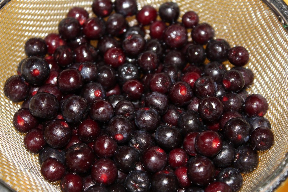 Black chokeberry - Aronia Melanocarpa Black chokeberry - Aronia Melanocarpa