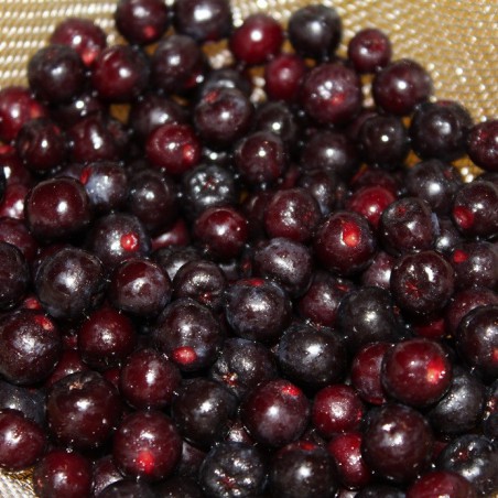 Zwarte appelbes - Aronia Melanocarpa