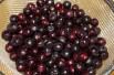 Black chokeberry - Aronia Melanocarpa