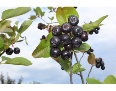 Zwarte appelbes - Aronia Melanocarpa